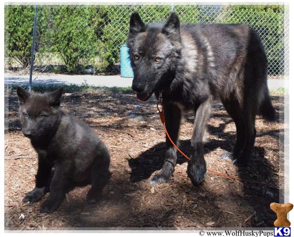 Black wolfdog sale puppies for sale